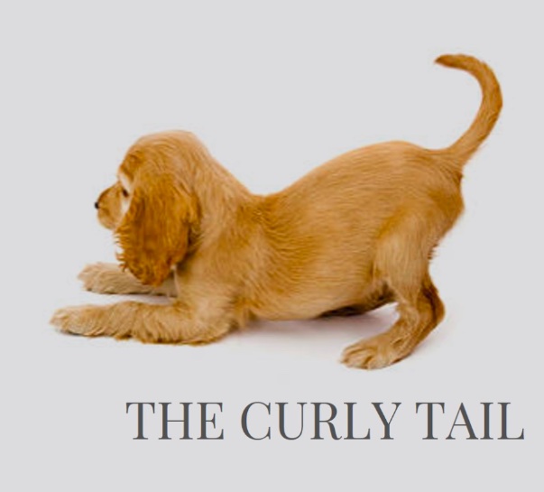 dog&rsquo;s curly tale