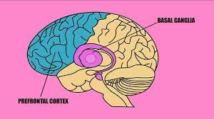 basal ganglia prefrontal cortex